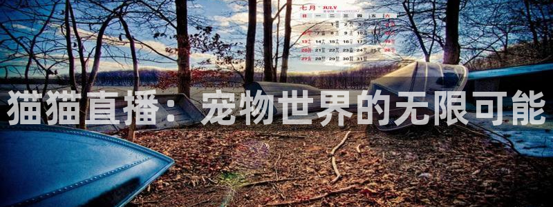 雨燕360直播免费观看直播足球比赛：猫猫直播：宠物世界的无限可能